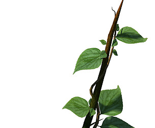 Big Trees - Vines 02