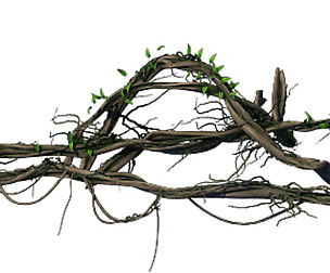 Big Trees - Vines 03