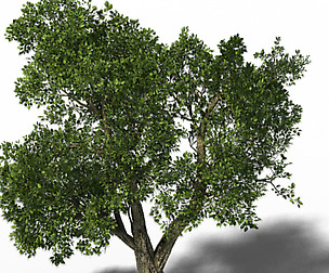 Windland Prairie - Big Tree 01