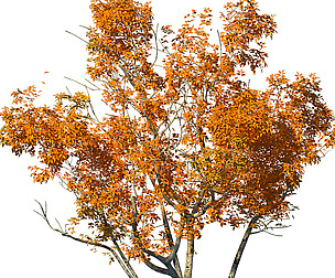 Shrub - Huanglongshan Small Tree 01
