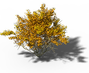 Shrub - Huanglongshan Small Tree 02