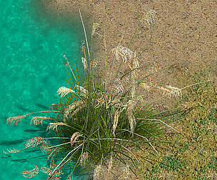 Lakeside Plants - Reed 03