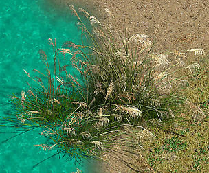 Lakeside Plants - Reed 04