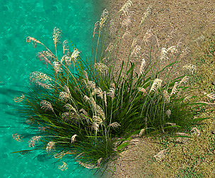 Lakeside Plants - Reed 05