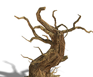 Barracks - desert Dead tree 05