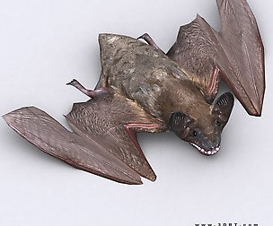 3DRT - Birds and critters - Bat