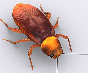 3DRT - Cockroach