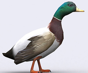 3DRT - Duck