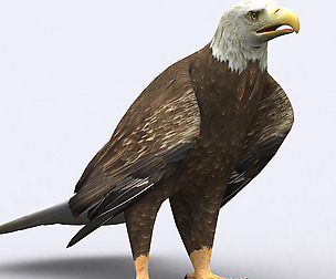 3DRT - Eagle