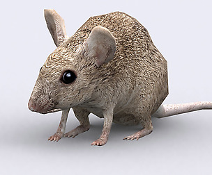 3DRT - Mouse