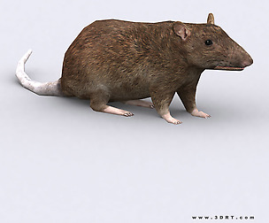 3DRT - Rat