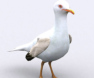 3DRT - Seagull