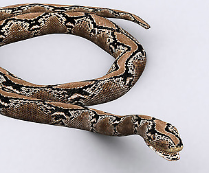 3DRT - Snake