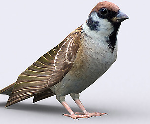 3DRT - Sparrow