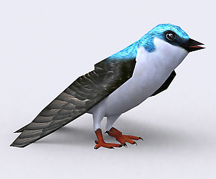 3DRT - Swallow