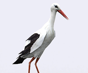 3DRT - Stork