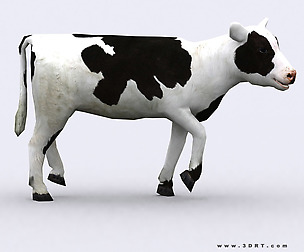 3DRT - Domestic animals - Calf