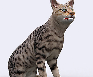 3DRT - Domestic animals - Cat