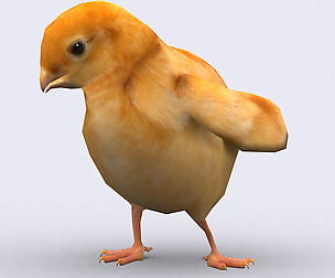 3DRT - Domestic animals - Chick