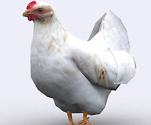 3DRT - Domestic animals - Chicken