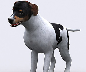 3DRT - Domestic animals - Dog