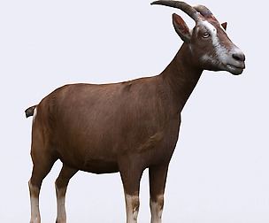 3DRT - Domestic animals - Goat