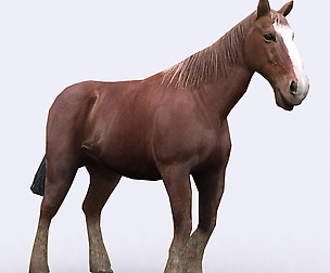 3DRT - Domestic animals - Horse
