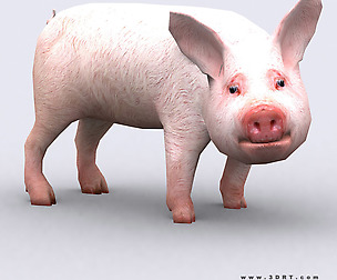 3DRT - Domestic animals - Piglet