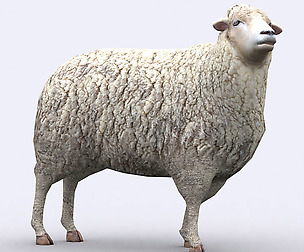 3DRT - omestic animals - Sheep