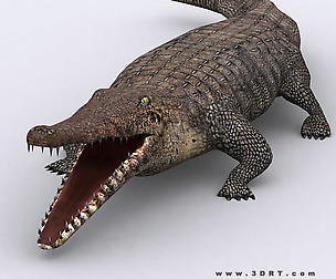 3DRT - Safari animals - Crocodile