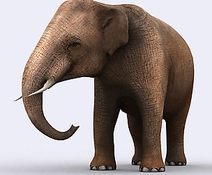 3DRT - Safari animals - Elephant