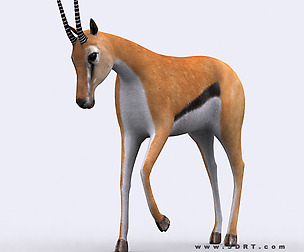 3DRT - Safari animals - Gazelle