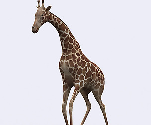3DRT - Safari animals - Giraffe