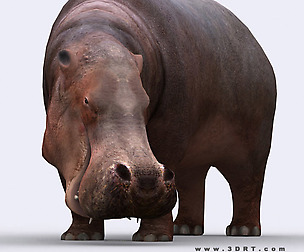 3DRT - Safari animals -  Hippopotamus