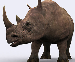 3DRT - Safari animals -  Rhinoceros