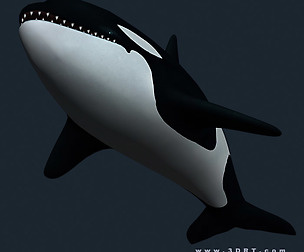 3DRT - Sealife - Orca Killer Whale