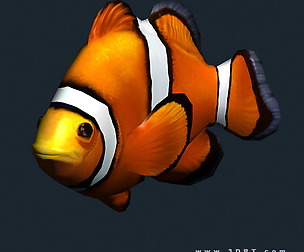 3DRT - Sealife - Clownfish