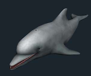3DRT - Sealife - Dolphin