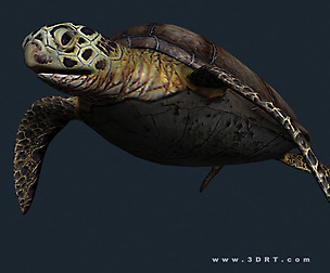 3DRT - Sealife - Turtle