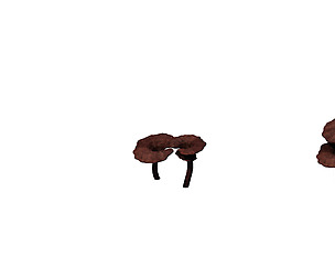 Alchemy - Ganoderma lucidum 02