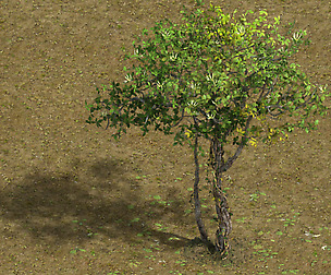 Forest - Large Broadleaf 01
