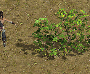 Forest - Large Shrub 09