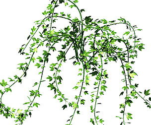 General plant - vines 35