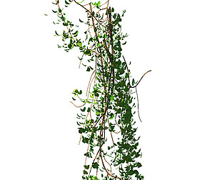 General plant - vines 02