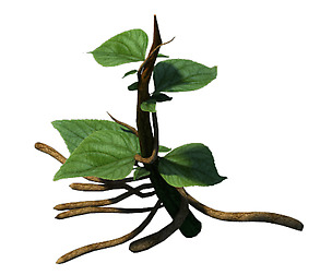 Plant Trees - Vines 01