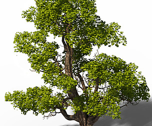Plant - Windy Grassland Trees 03