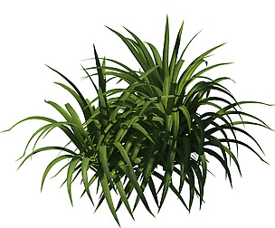 Plant - flowers 32