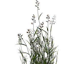 Plant - flowers 33