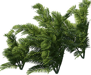 Plant - tropical tree