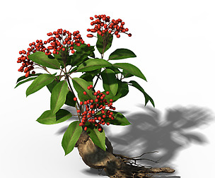 Plant - ginseng